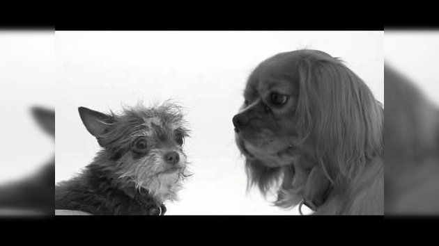 'First kiss' se convierte en 'First sniff': los perros se conocen por primera vez