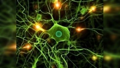 Científicos rusos convierten el cerebro en transparente para estudiar su funcionamiento
