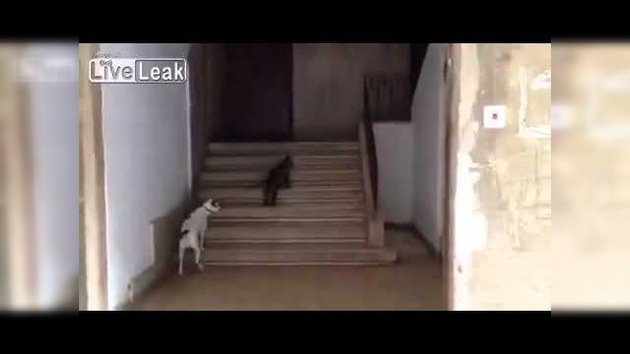 Un gato lleva a un perro a casa con una correa