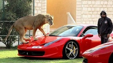 Fotos: Grandes felinos en casa, nueva moda entre los ricos de los Emiratos  Árabes - RT