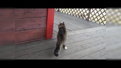 El gato que se creía caballo
