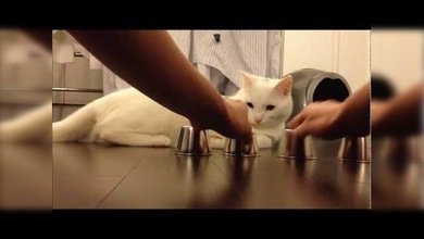 El gato al que no engañan los trileros