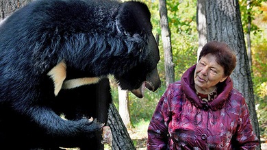 Una pareja rusa que mantenía a 10 osos los suelta en el bosque