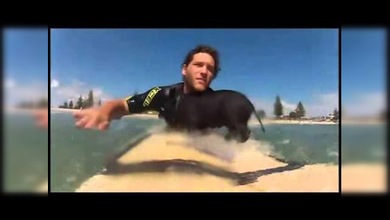 Un cerdito surfero causa sensación en Internet