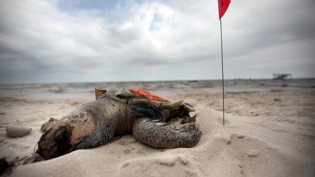 El legado del vertido de BP: peces deformes y personas gravemente enfermas