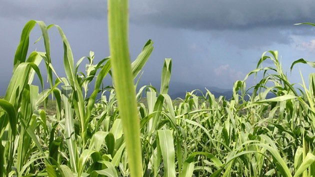 Brasil no se fía de Monsanto y busca prohibir el herbicida Roundup por su alta toxicidad