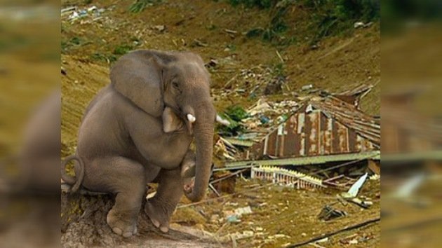 Unos elefantes pisotearon una aldea en India 