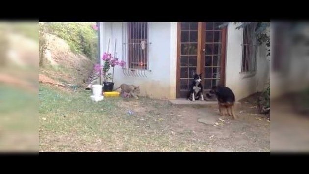 Un cachorro de león casi mata del susto a un perro