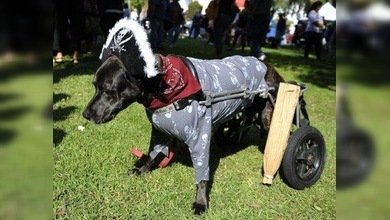 Un perro con mala pata aprende a moverse sobre ruedas