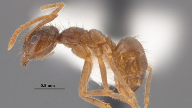 Fuera del control: Hormigas locas por la electricidad conquistan el sur de EE.UU.
