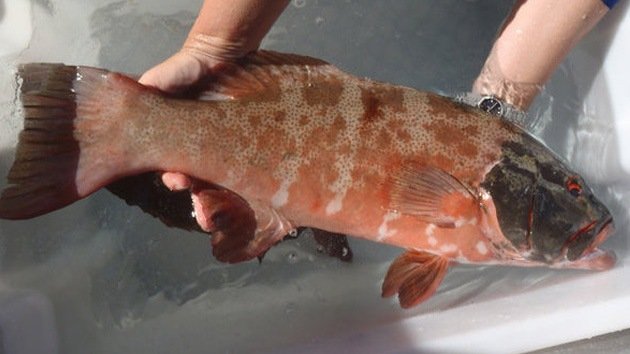 Cáncer de escamas: los rayos ultravioletas 'fríen' a peces australianos