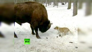 EL BISONTE : UN GIGANTE EN APRIETOS