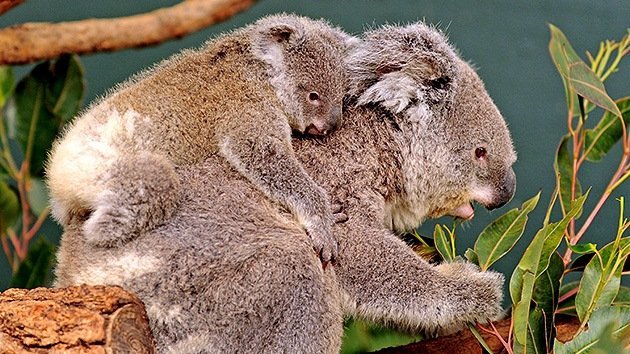 Australianos venden sus casas para dar espacio a los koalas