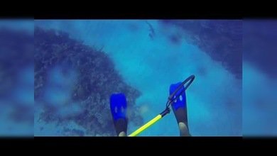 Un buzo se salva de un ataque de tiburón