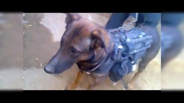 Un perro militar estadounidense habría sido capturado por los talibanes