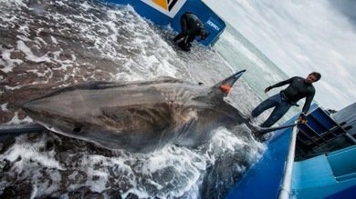 Tiburones en la Red: Crean una aplicación para seguir a los escualos 'on line'