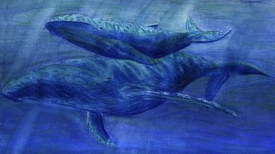 Hallado en un río en EE.UU. un fósil de ballena de 15 millones de años