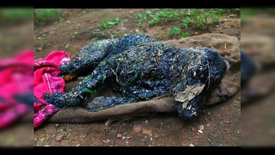 Salvan la vida a un perro cubierto de alquitrán