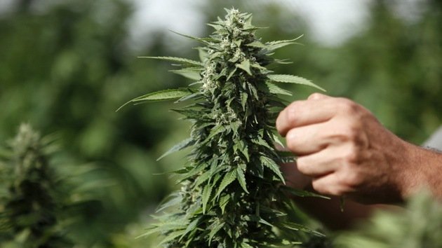 Científicos desarman las críticas de los contrarios a la legalización de la marihuana