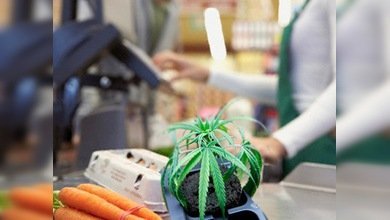 ¿Legalizar o no las drogas en México?