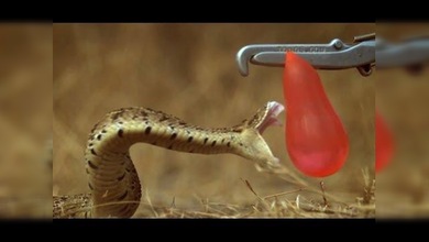 La impresionante potencia de una víbora venenosa a cámara lenta
