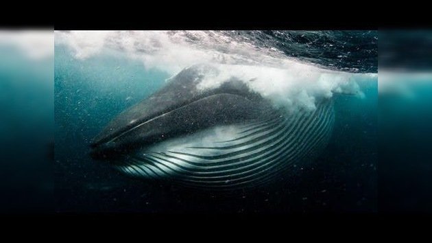 Una ballena casi se traga a un buzo que nadaba cerca de su 'almuerzo'