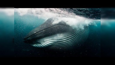 Una ballena casi se traga a un buzo que nadaba cerca de su 'almuerzo'