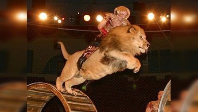 Accidente en el Circo de los Hermanos Zapashny