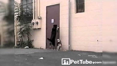 Perro de tres patas va al rescate