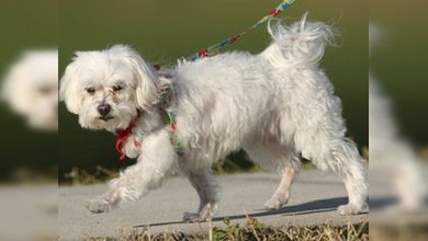 Murió Trouble, la perrita heredera de una fortuna millonaria