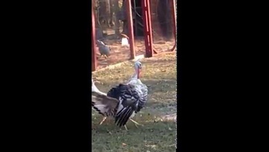 Mareando al pavo