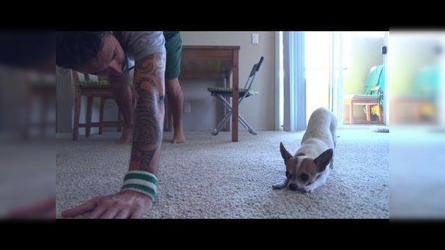 Un chihuahua 'místico' practica yoga con su dueño