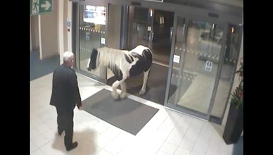 Un poni  entra en una comisaría ¿será para entregarse o inspeccionarla?
