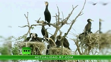 RESERVA NATURAL DE ASTRACÁN : EL PARAÍSO DE LOS PÁJAROS
