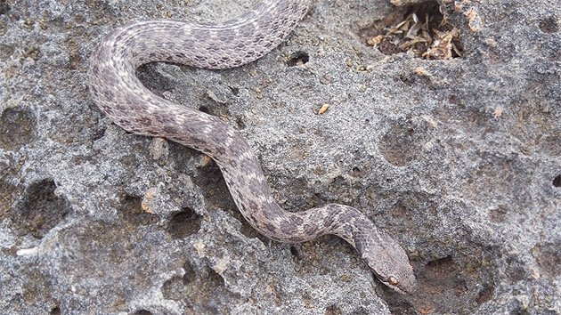 Redescubren en México una especie de serpiente vista por única vez hace 80 años