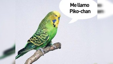 Perico parlante: '¡Policías, llévenme al distrito Midori!'