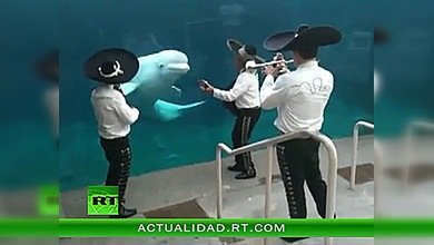 La música amansa a las fieras... y los mariachis a las ballenas