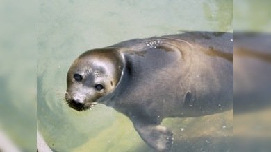 Los nerpas: un misterio del lago Baikal