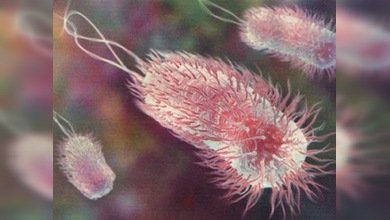 Las bacterias se unen con los nanorobots para combatir el cáncer 