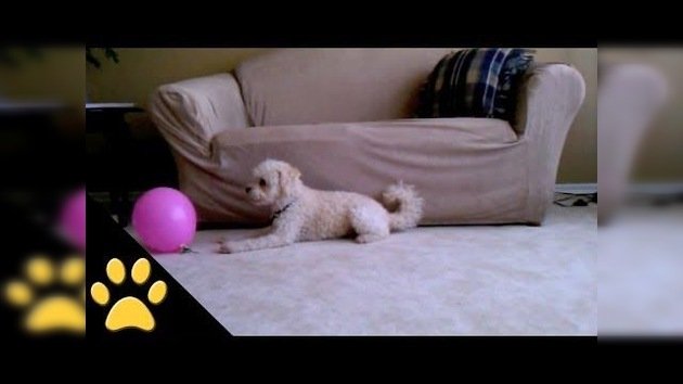 Ingenua reacción de un perrito al explotar un globo