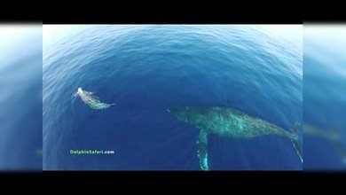 Majestuosa estampida de delfines y ballenas a vista de pájaro