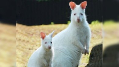 El walabí albino, nuevo 'héroe nacional' de Chipre
