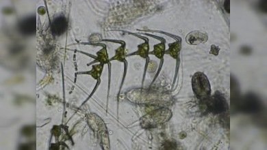 Hallan vida en una zona ‘muerta’ del Océano Pacífico 