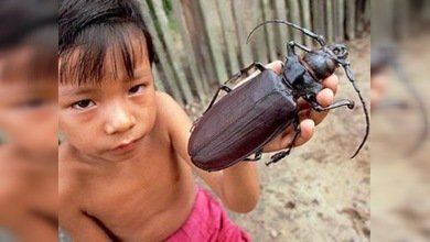 Si tiene una mascota exótica, ¡lúzcala en la exposición de Moscú!