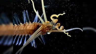 Descubren un género nuevo de animal marino