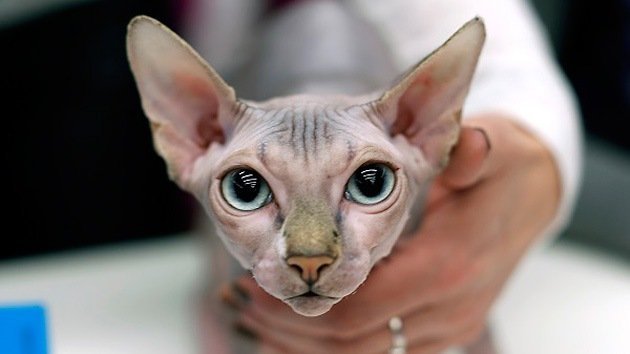 Se registra el primer caso de tuberculosis trasmitida de gato a humano