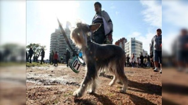 Monumental maratón de perros en Montevideo