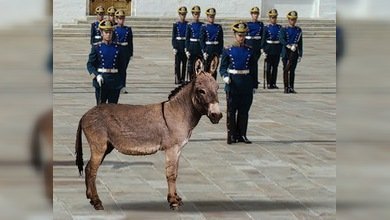 Burra voladora está de vacaciones en Moscú