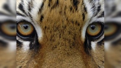 Vladivostok será la sede de la Cumbre del Tigre en septiembre de 2010