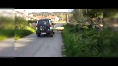 Un carnero se enfrenta a la Guardia Civil